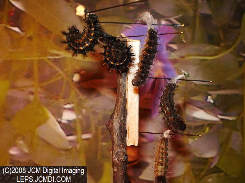 Chalcedon Checkerspot (Euphydryas chalcedona) larvae (pre-pupa) preparing to pupate